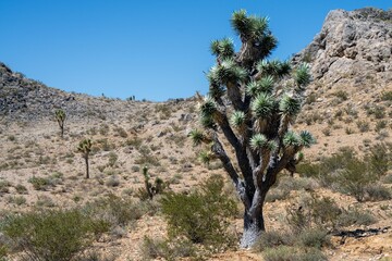 a joshua tree is standing alone in the desert by itself