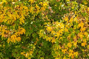 a group of trees with lots of yellow leaves on it