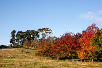 autumn landscape with trees