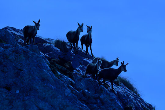 Day to Night Illusion with Chamois in Mountain Terrain
