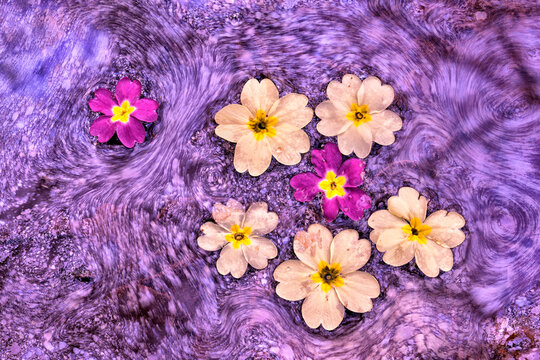 Primrose flowers floating on biofilm swirls