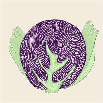 Surreal illustration of a red cabbage