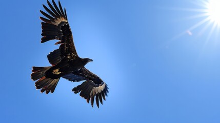 A Wedge-tailed Eagle gracefully soars through a clear blue sky, displaying its majestic wingspan. The bird is the focal point against the vast expanse of the sky.