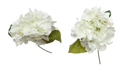 White Hepatica nobilis Flower is head. White Hepatica nobilis present Love romantic wedding...
