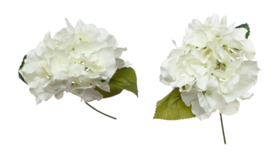 White Hepatica nobilis Flower is head. White Hepatica nobilis present Love romantic wedding valentine. Artificial fake Hepatica nobilis fly in air. White background isolated