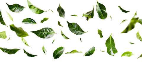 green tea leaves flying on white background