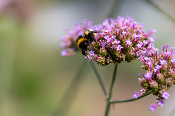A bumblebee (bombus) harvesting pollen of the blossoms of the Patagonian vervain (verbena bonariensis)