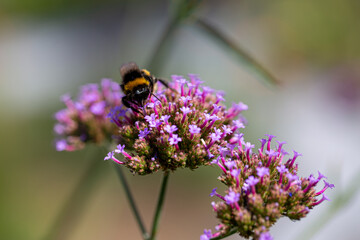 A bumblebee (bombus) harvesting pollen of the blossoms of the Patagonian vervain (verbena bonariensis)