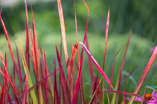 Close-up of blades of Japanese bloodgrass (Imperata cylindrica) with green blurred background