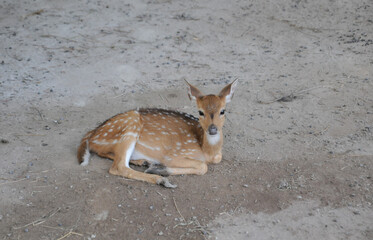 The chital or cheetal also known as the spotted deer, chital deer and axis deer, is a deer species...