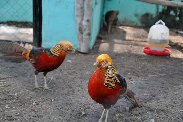 The golden pheasant (Chrysolophus pictus), also known as the Chinese pheasant, and rainbow...