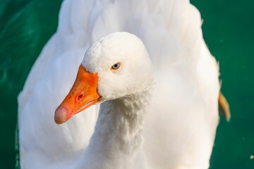 Closeup of a goose in a pond