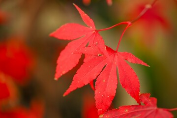 Close-up of a vibrant red leaf on a branch