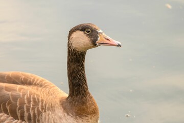 Closeup of a duck in a pond