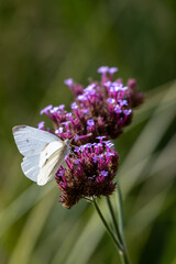Close-up of blossoms of the Patagonian vervain (verbena bonariensis) with blurry background3