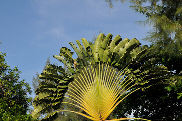 Ravenala madagascariensis, commonly known as the traveller's tree, traveller's palm or East-West...