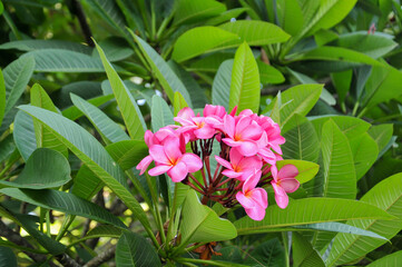 Pink frangipani flowers on a green leaf background
