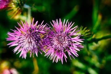 Closeup of a vibrant thistle in a lush green with a blurry background