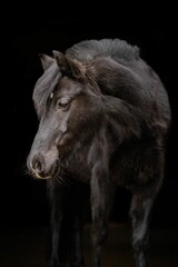 Fototapeta premium Mare on Black backgroun