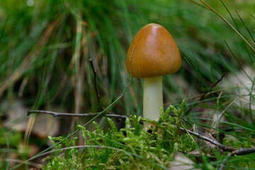 a mushroom grows out in the green grass on a trail