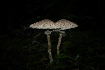 two mushrooms sitting on top of a stick in the dark