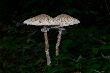 Fototapeta premium a group of three mushrooms standing on the ground in the forest