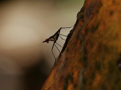 Small mosquito perched on the bark of a tree trunk, its long proboscis protruding outwards
