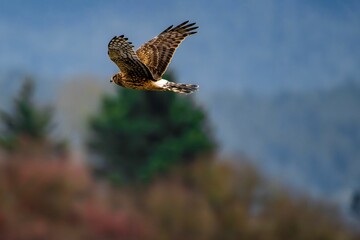 an eagle is soaring above some bushes and trees for food