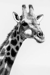 the head of a giraffe, with black spots