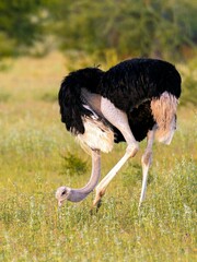 an ostrich is walking through the grass with its head in the ground