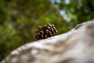 Natural beauty of an open Aleppo pine cone, its seeds already dispersed, basking in the sunlight atop a rocky surface, ideal for illustrating themes of growth, regeneration and ecological balance.