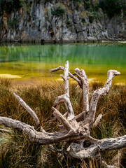 Dead tree by the shoreline of a small pond in Torrent de Pareis canyon surrounded by grasses, a harmonious blend of complementary colors, ideal for illustrating nature beauty and outdoor exploration.