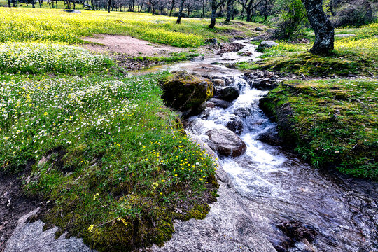 Arroyo del Carrizal