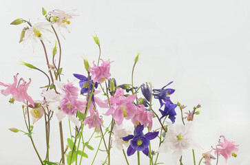 Columbines in a row on light background with empty space to fill with content.