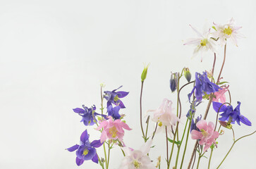 Delicate, pastel, spring flowers background with empty space to fill in with content, shallow depth of field.