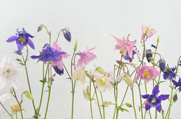 Pastel, delicate columbines in a row on light background with shallow depth of field. Decorative.