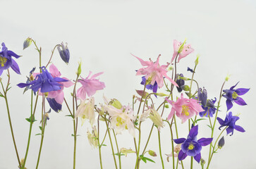 Columbines - flowers in the garden. Pastel colors: pink, white, violet. 
