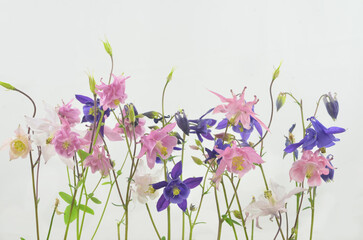 Decoration made with pastel columbines on light background. Shallow depth of field.