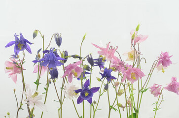Columbines isolated on light background. Pastel colors.