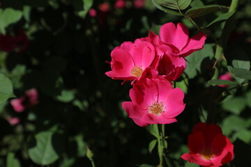 a pink flower with green leaves and a yellow center.