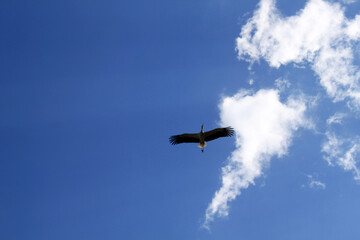 a flying stork photographed from the ground