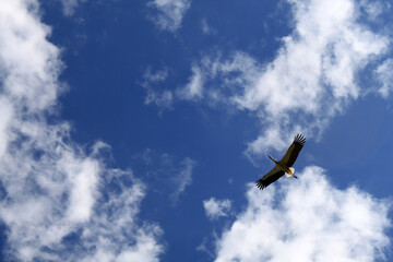a flying stork photographed from the ground