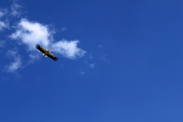 a flying stork photographed from the ground