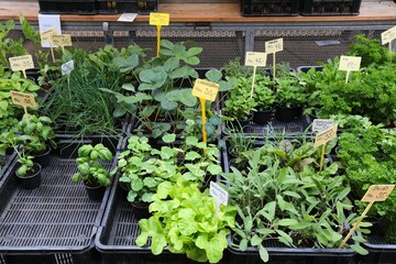 Herb seedlings at a market in Europe