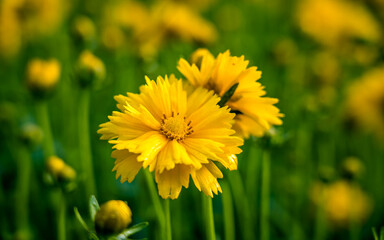 yellow dandelions in the grass
