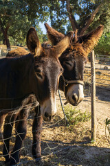 Brown Catalan donkey in a beige bridle with long hair on his ears