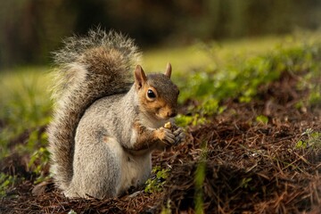 Small squirrel sits atop a pile of dry hay, nibbling on a small morsel of food.