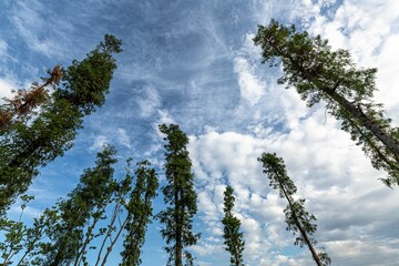 Low angle of Fuzhou trees in Fujian, China