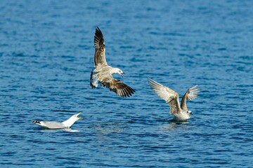 Flock of gulls swimming in a tranquil body of water.