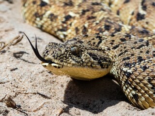 Puff Adder (Bitis arietans), a highly venomous snake from South Africa